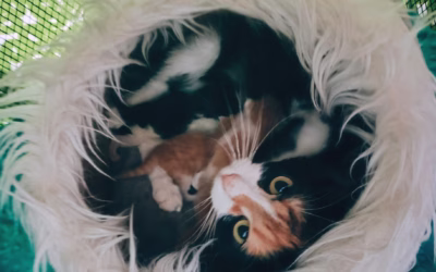 Luciannka s koťátky