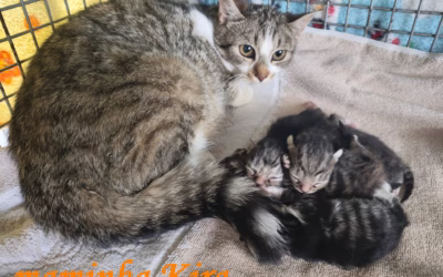 NOVÝ PŘÍJEM – Maminka Kira s koťátky