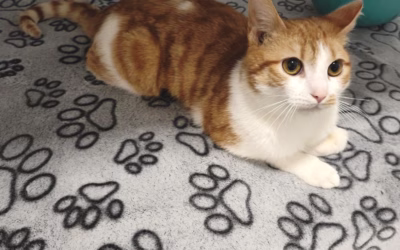 Oliver