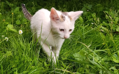 NOVÝ PŘÍJEM – Timmy