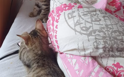 Petronelka a Píďalka odjely do nového domova