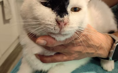 Leopoldíček na veterinární kontrole
