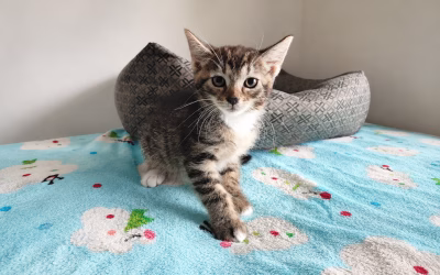 Kiki