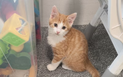 Loki