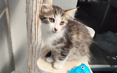 Kimi