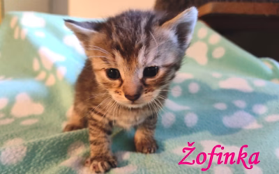 Žofinka