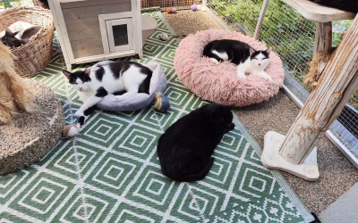 Kočičky při poledním odpočinku