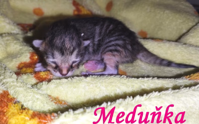 Meduňka