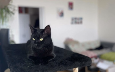Salome našla nový domov